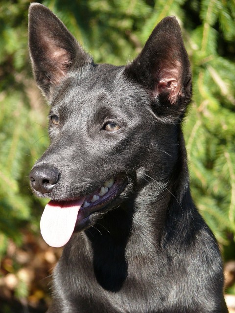 Arie - australsk� kelpie