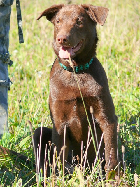 kelpie - �t�n�