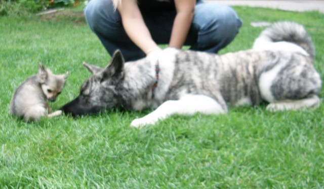 M�j k�mo� Echi2