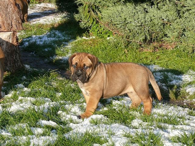 Cujo - 5 t�dn�