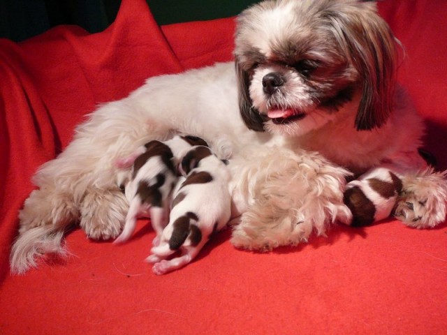 Phoebe a �t���tka