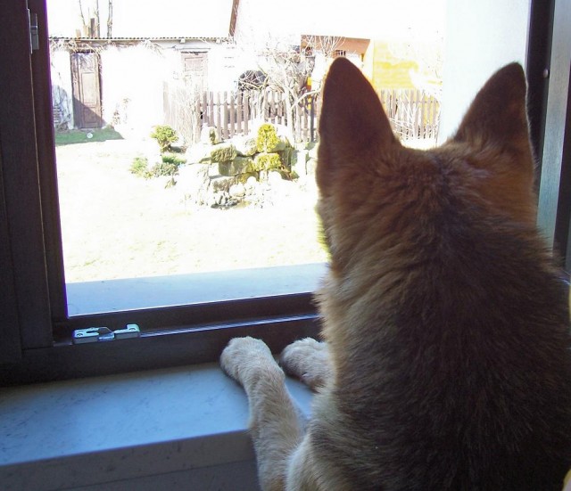 kouk�n� z okna