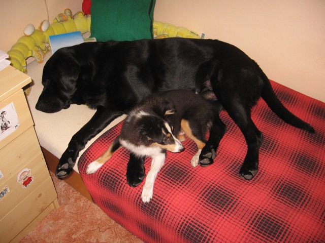 vep�ador a pira�ka