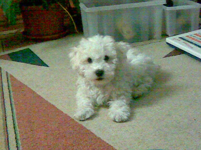 Sam�k 4.5.08