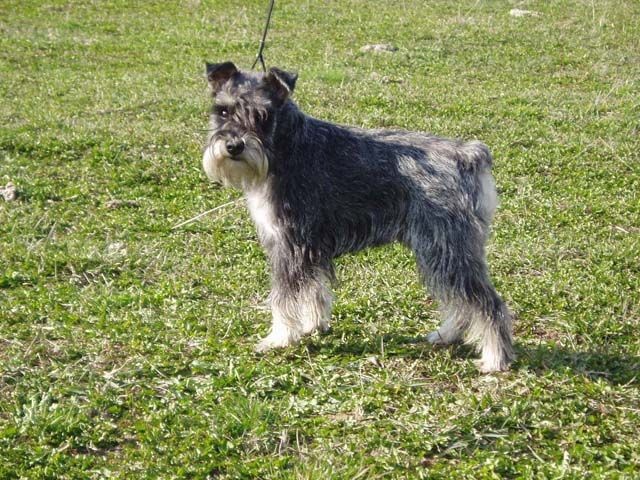 Arnny od ��kova ml�na