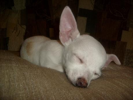 Kimbo, kdy� spink�.