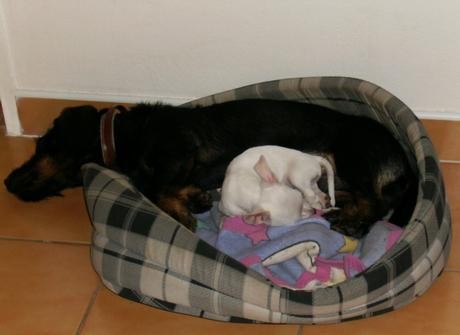 Kimbo s kamar�dem. :-)