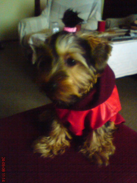 pr��...