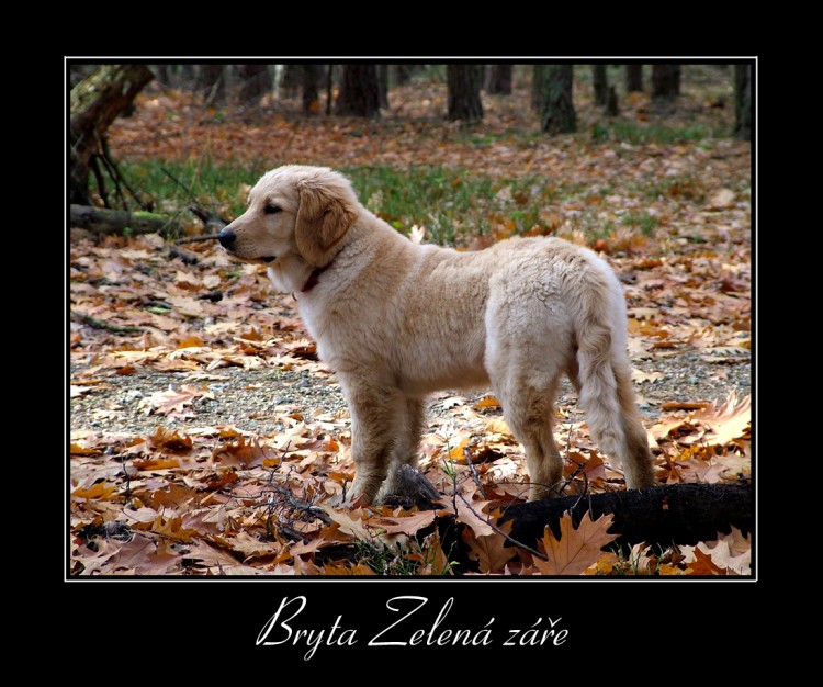 Bryta p�zuje!