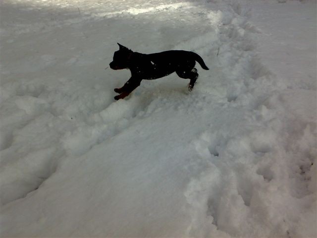 pejsek nebo snad ko�i�ka???