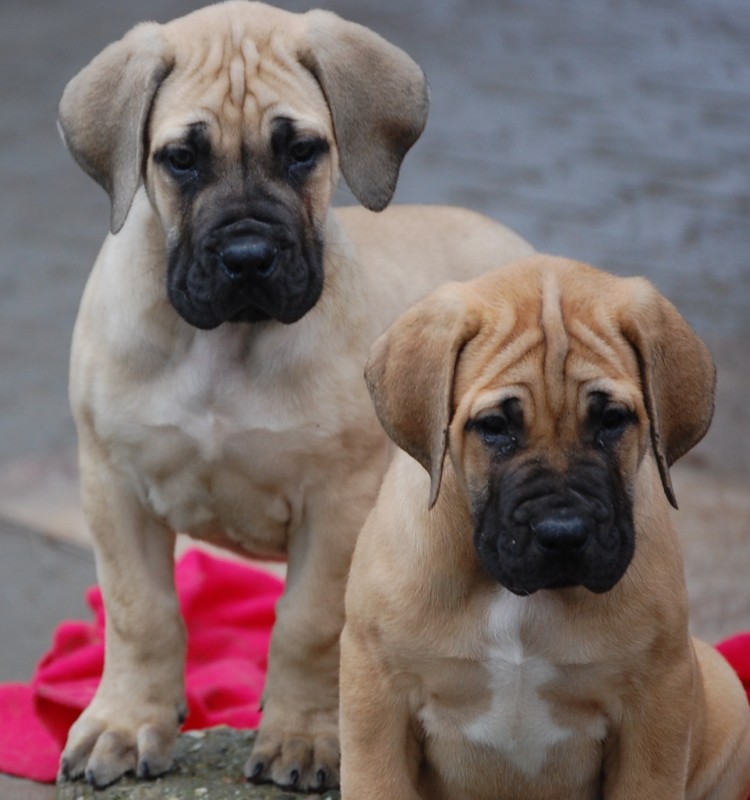 boerboel  - 8 t�dn�
