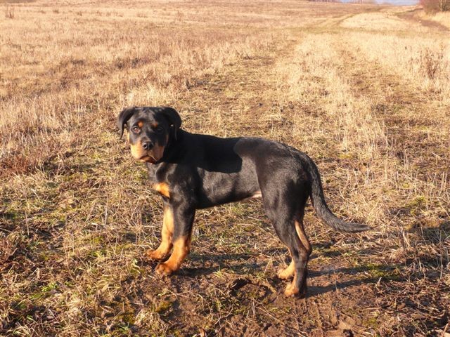 Proch�zka...