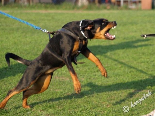 Jsem str���n�  zl�!!!