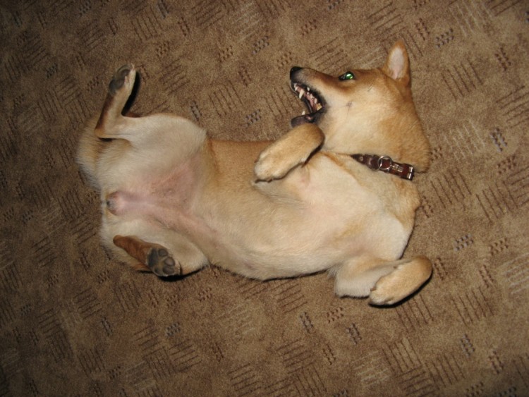 shiba hraj�c�