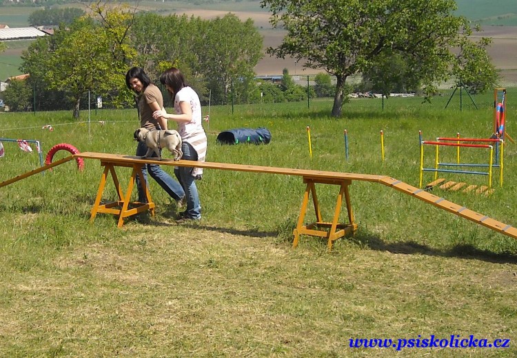 V�ichni pejsci jsou chyt�� a �ikovn� :)