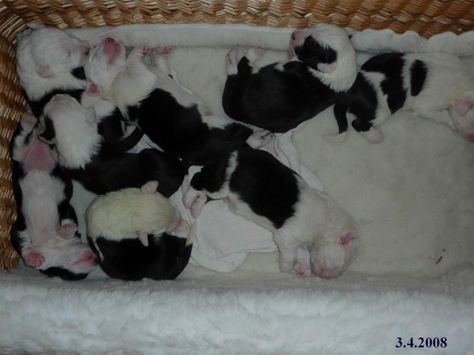 �t��ata bobtail�