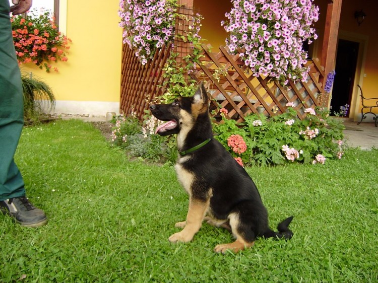 11 t�dn�