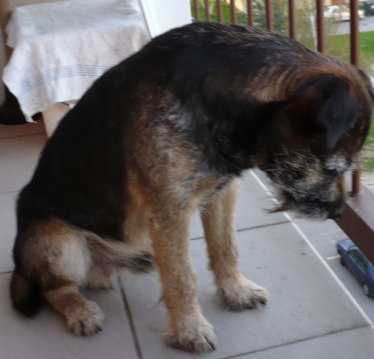 v�hled na fenky