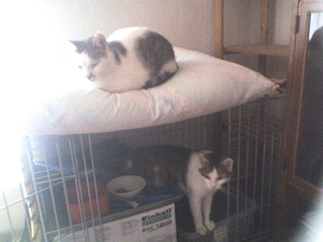 Micka a Mac�k