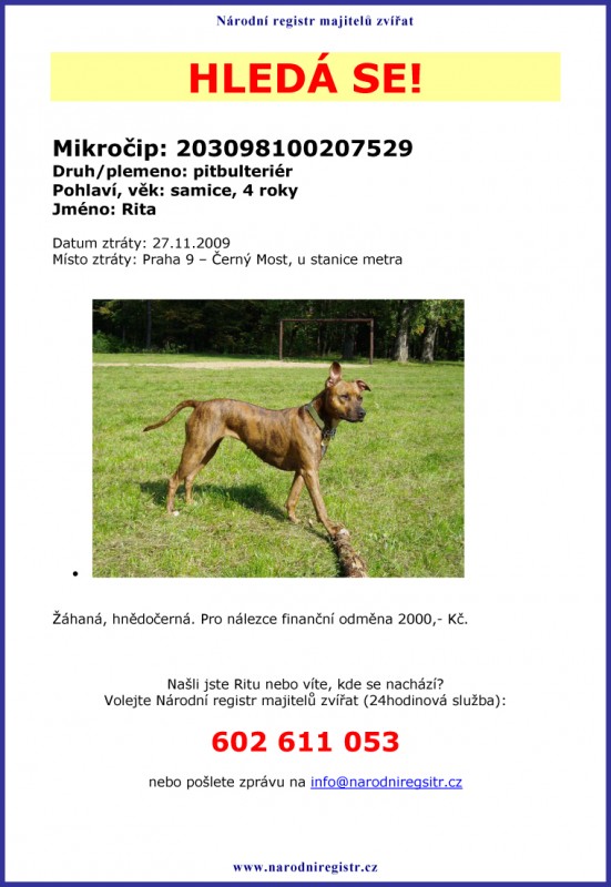 Pitbulteri�rka Rita