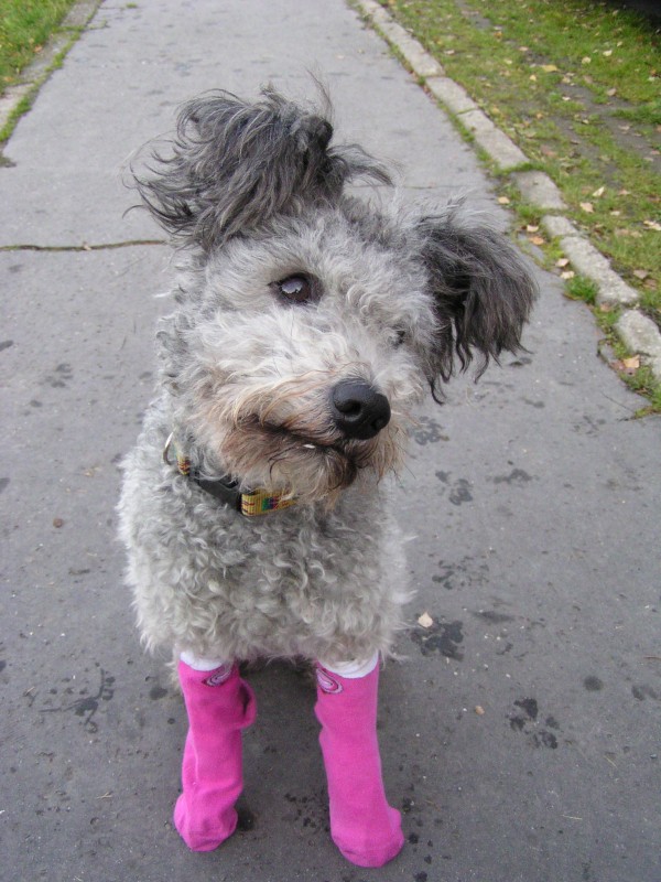 Pumi�ka