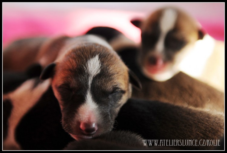 Ajs� �t���tka