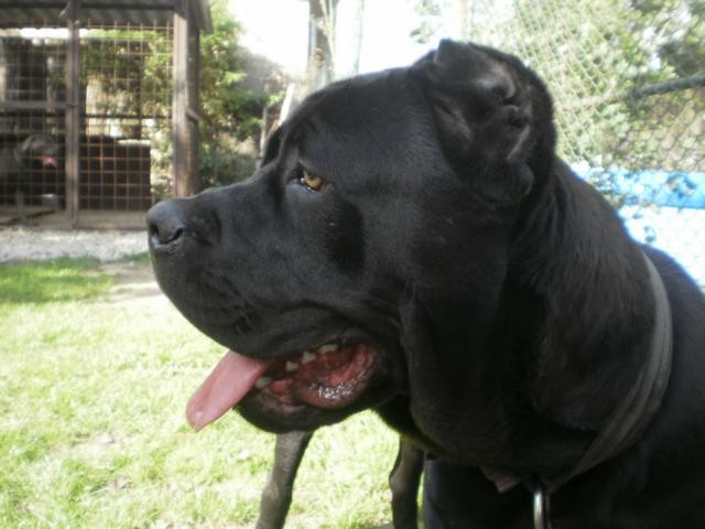 Bandog Axis - portr�t