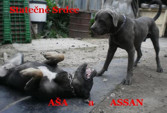 A�a a Assan
