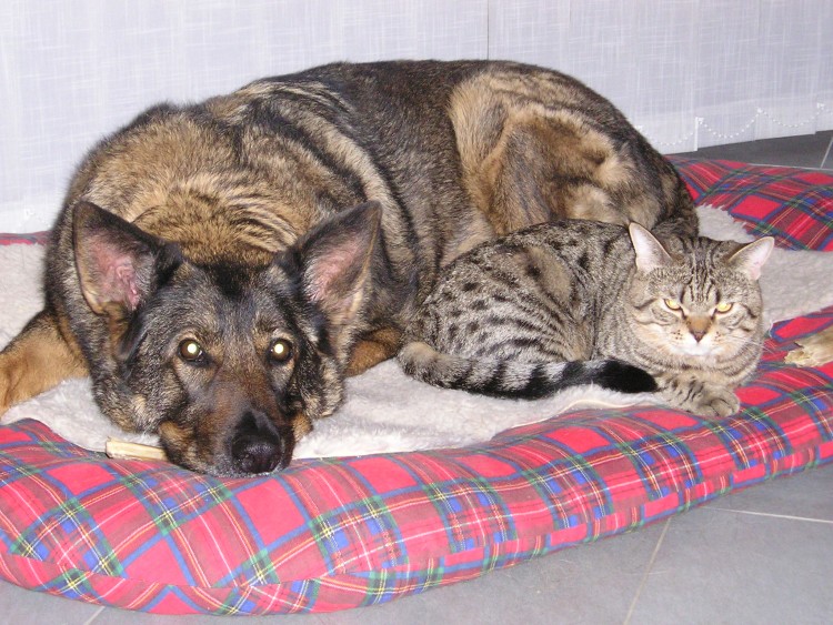 kamar�di