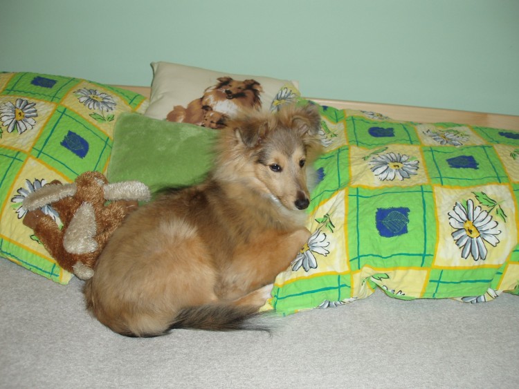 �eltie a post�lka