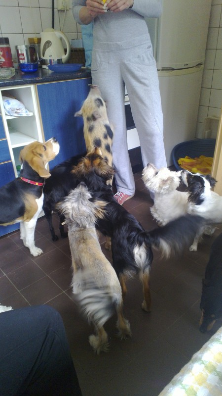 Pejsci i pras�tko