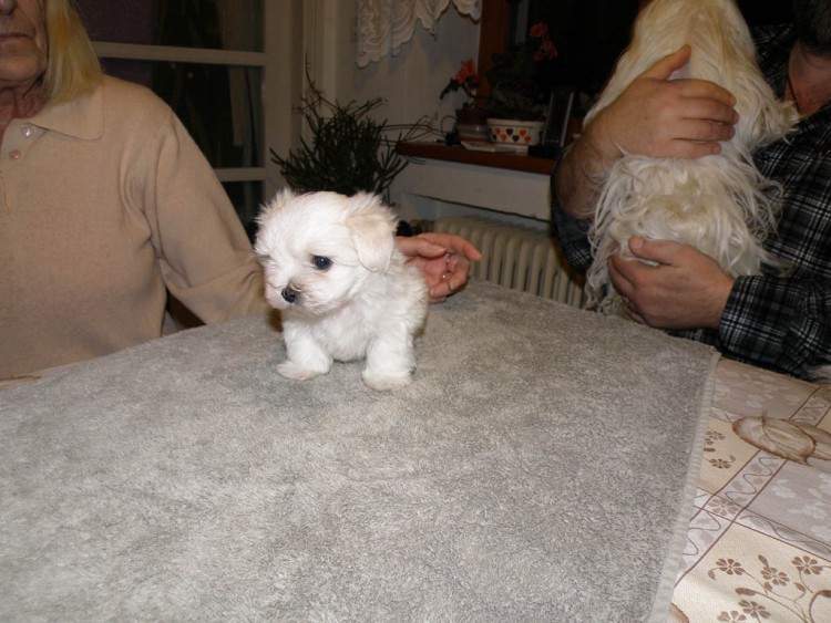 08 Bellinka �t���tko