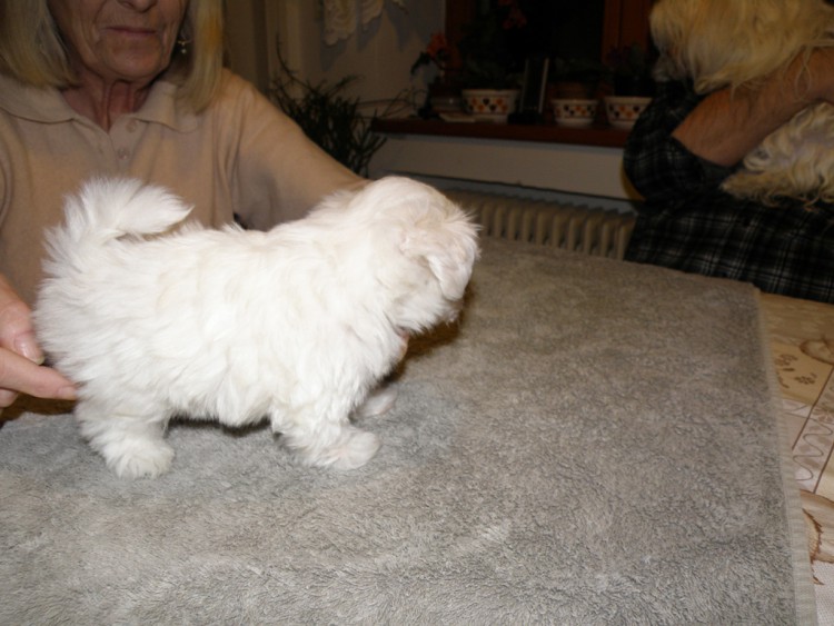 09 Bellinka �t���tko