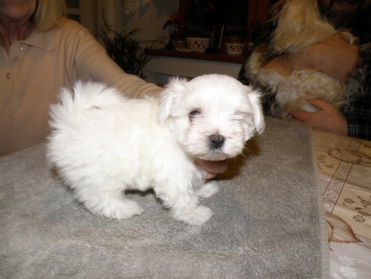 10 Bellinka �t���tko