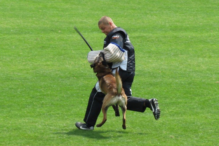 D�Artagnan Lebensborn v akci