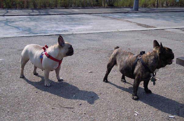 Roxanka a Rocky. Rockyho posledn� jaro...