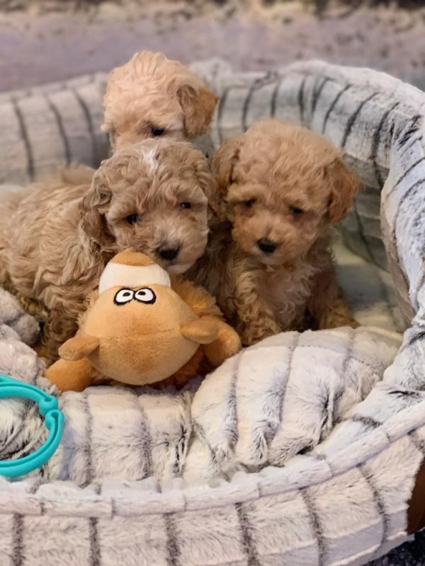 Ohromuj�c� �t��ata Maltipoo