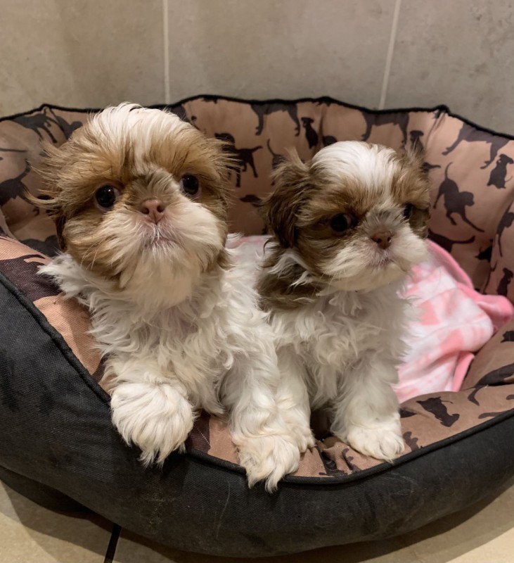 Kr�sn� �t���tka Shiz Tzu