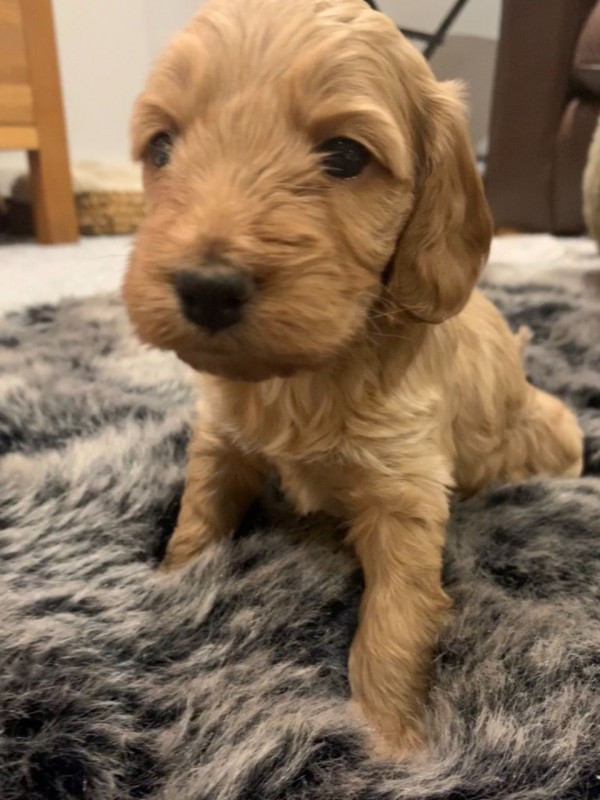 Cockapoo �t��ata