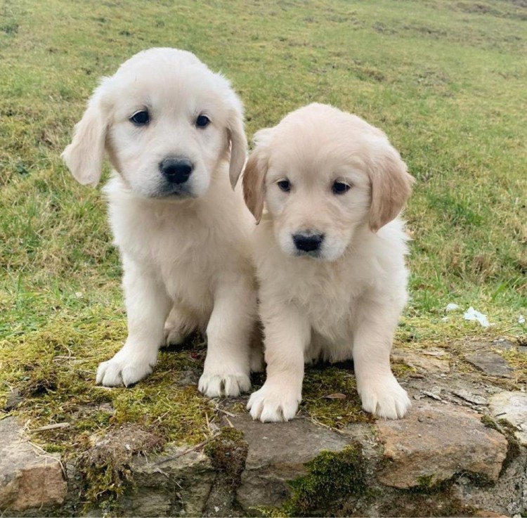 Golden Retriever Pupppies Kennel Club Registrov�n