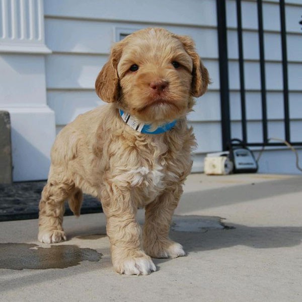 Kr�sn� pejsek a fenka Goldendoodle k adopci.