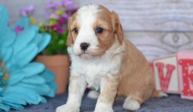 Registrovan� �t��ata Cavapoo