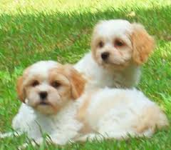 Kvalitn� �t��ata Cavanese k adopci