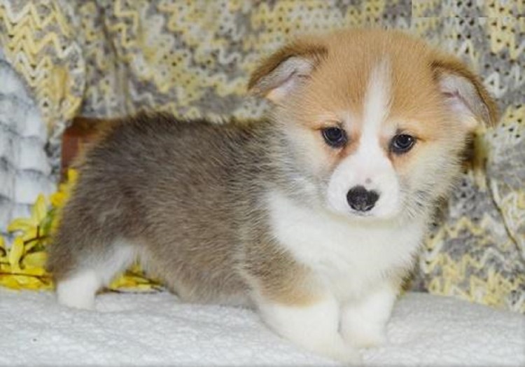 Pembroke �t��ata Welsh Corgi