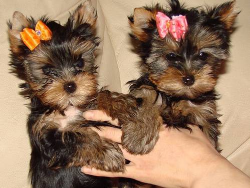 Little Yorkie �t��ata k ADOPCI