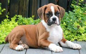 Vynikaj�c� boxer a boxer