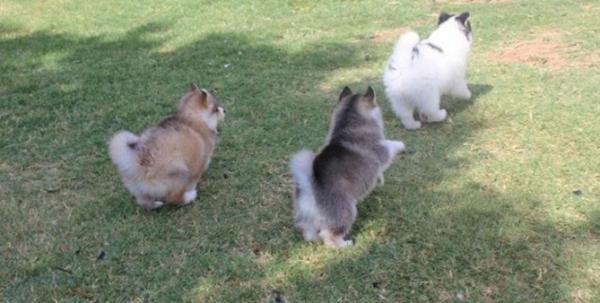 Okouzluj�c� �t��ata Pomsky k dispozici