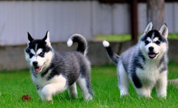 Modr� o�i �t��ata sibi�sk�ho huskyho