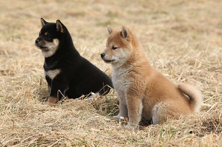 Rozko�n� dom�c� �t��ata Shiba Inu