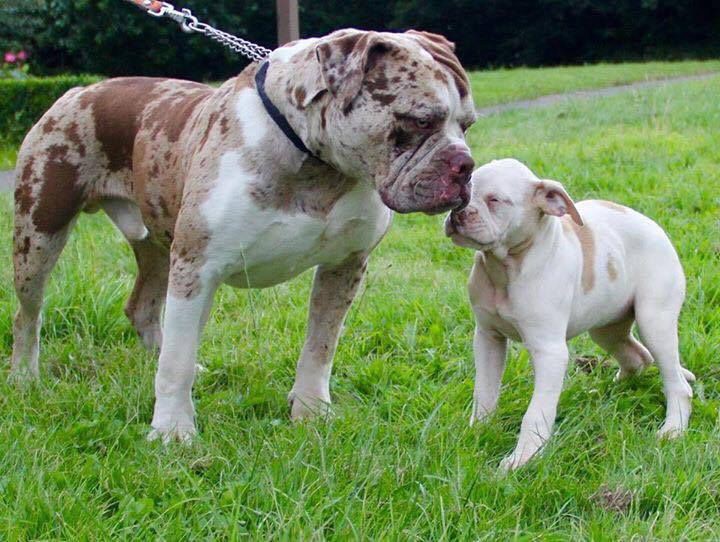 Alapaha Blue Blood Bulldog �t��ata